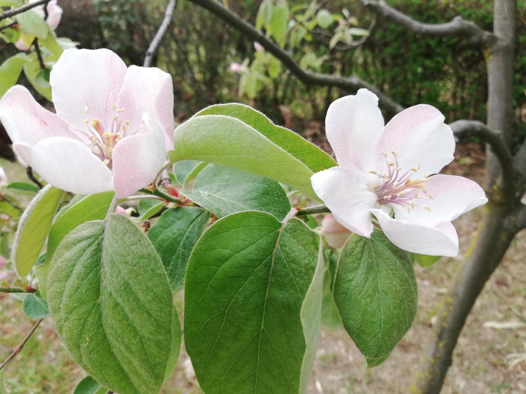Cambiasca Agriturismo Al Motto מראה חיצוני תמונה